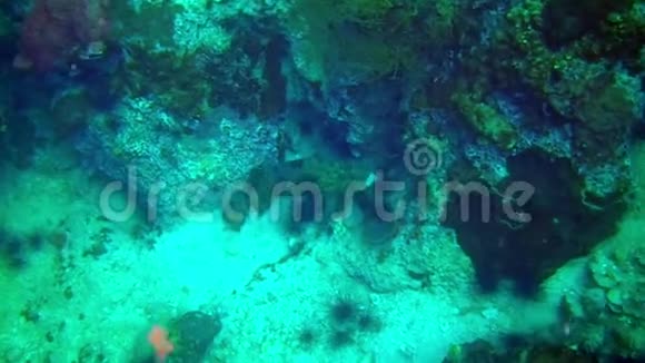 加拉帕戈斯岛海底蓝色背景上的斑点热带鱼视频的预览图