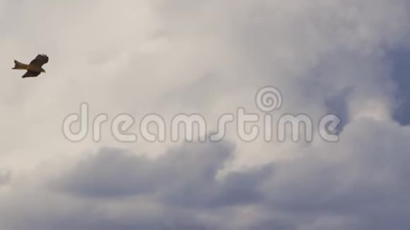 褐鹰在云上缓慢飞行视频的预览图