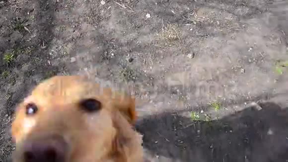 狗把鼻子探进镜头人盯着狗好奇的狗玩视频的预览图