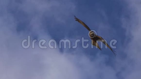 一只棕色的鹰慢慢地在云上飞翔视频的预览图