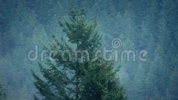 雨中的薄雾森林视频的预览图
