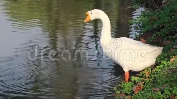 白鹅用橙色的嘴在池塘里喝水它是一只长脖子的大水鸟视频的预览图