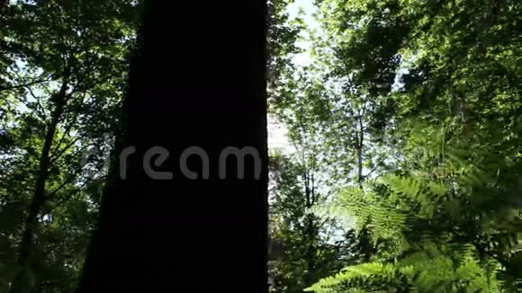 在森林里视频的预览图