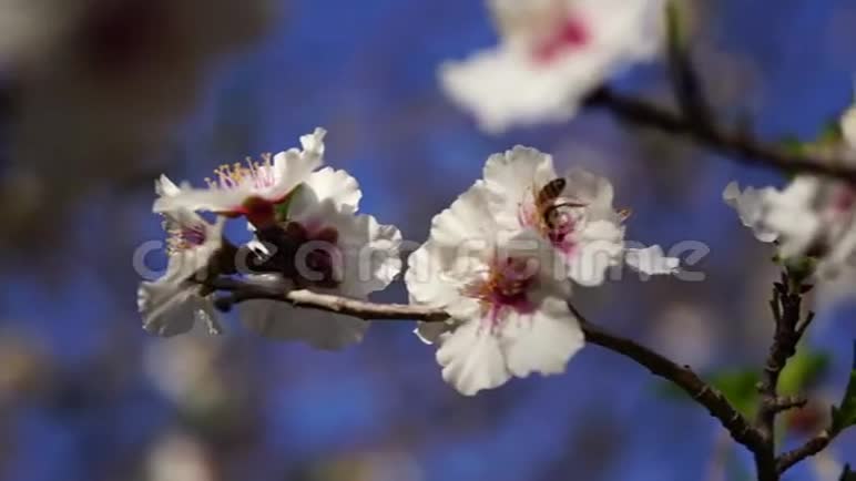 蜜蜂给樱桃树的花授粉视频的预览图