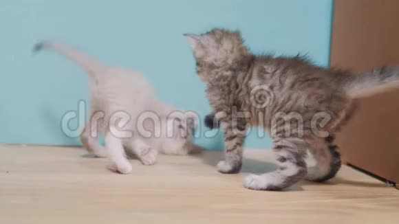 两只小猫在玩打架互相追跑可爱搞笑视频慢动作视频小猫宠物的概念视频的预览图