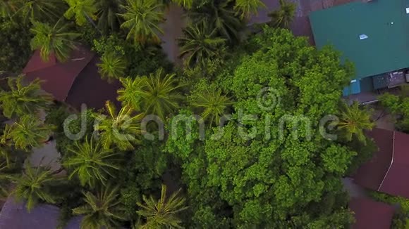 从热带棕榈树和度假岛上的树木的高空俯瞰摄像机正在下降复印机在下降视频的预览图