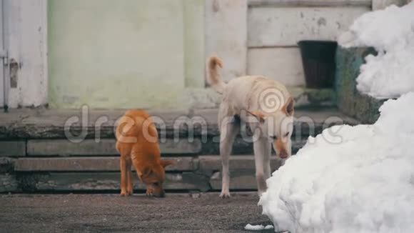 在冬天的一条雪街上少了白色和灰色狗的家慢动作视频的预览图