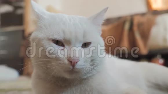 躺在房间地板上的老白猫旧概念猫生病宠物猫躺在地板上的生活方式改变了他的生活方式视频的预览图