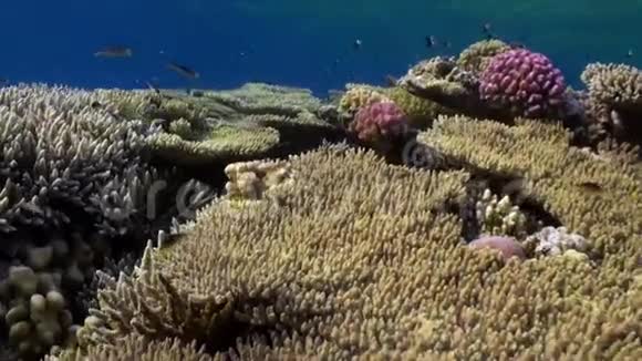 环孢子虫珊瑚礁水下红海视频的预览图