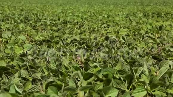 大豆田刚刚在一个有绿色小叶的田里发芽大豆背景视频的预览图