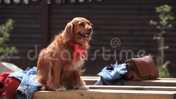 狗和主人在后院的宠物聚会上视频的预览图