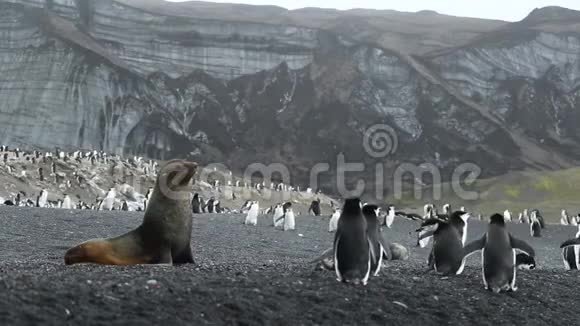 在一群企鹅中间封岸安德列夫视频的预览图