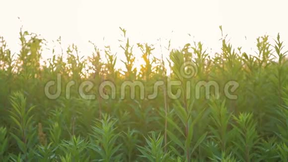 草地上的日出大自然中的清晨阳光视频的预览图