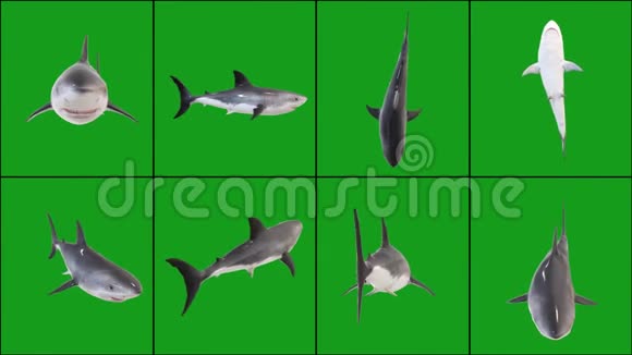 以绿色屏幕为背景的不同位置游泳鲨鱼视频的预览图