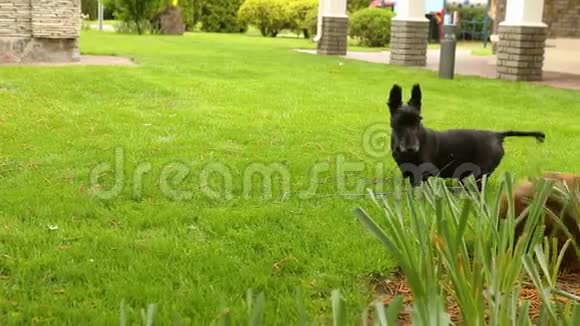 达春德和一只苏格兰猎犬在草地上玩耍两只狗在绿色的草坪上玩耍视频的预览图