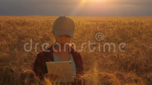 农民妇女在一片麦田里工作在夕阳下商业妇女计划在麦田里获利视频的预览图