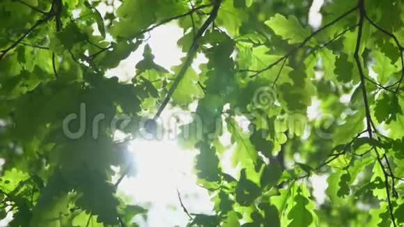 橡树在明亮的阳光下叶子快关门视频的预览图