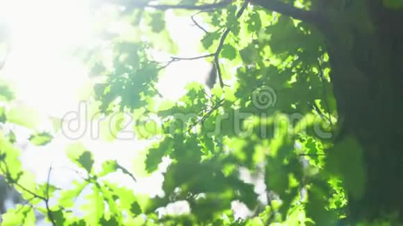 橡树在明亮的阳光下叶子快关门视频的预览图