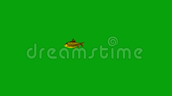 在绿色屏幕背景下游泳的金色鱼视频的预览图