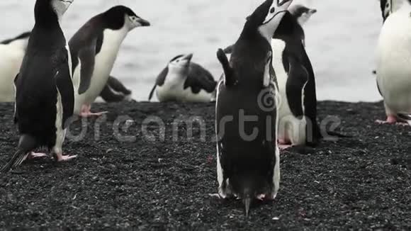 一群南极企鹅站在海洋的岸边安德列夫视频的预览图