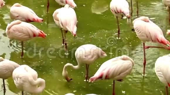 一群火烈鸟站在池塘里带着脏水视频的预览图