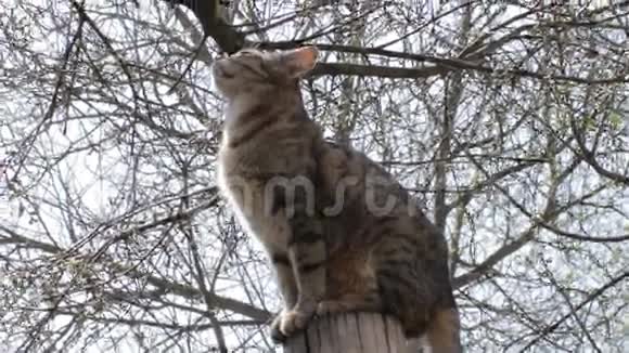 坐在树桩上的猫视频的预览图