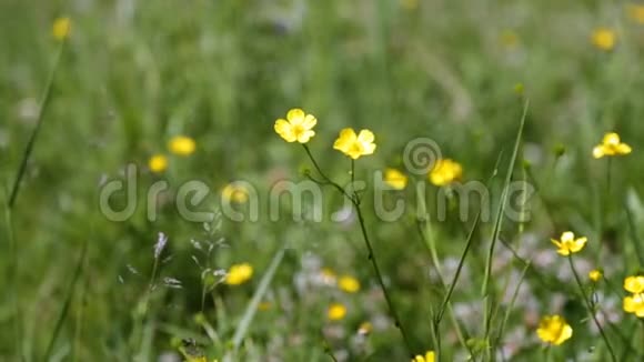 黄色的小野花绿草地视频的预览图