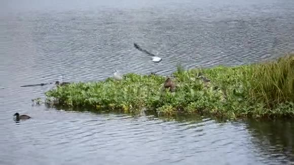 夏天海鸥和野鸭在池塘水上的绿色小补丁上视频的预览图