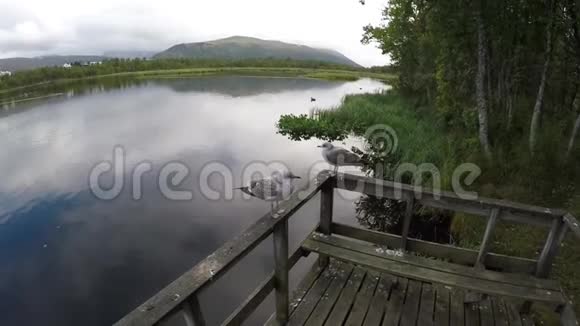 两只海鸥站在靠近池塘背景的木栏杆上视频的预览图