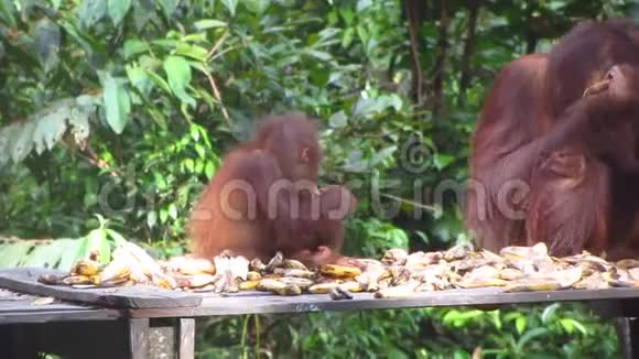 年轻的猩猩在喂食站吃饭视频的预览图