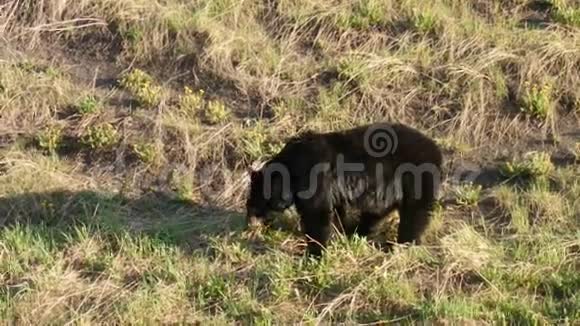 一只大黑熊在育空地区吃草视频的预览图