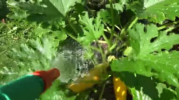 雄手浇熟西葫芦蔬菜和叶园4K视频的预览图
