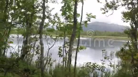 漫步在夏日的森林中俯瞰雄伟的池塘景色视频的预览图