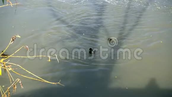 几只鸭子在结冰的池塘里游泳视频的预览图