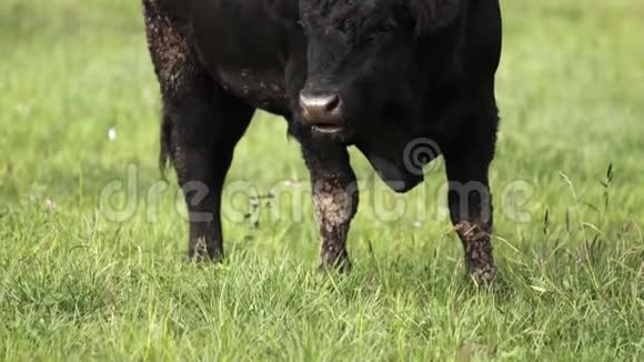 有着肮脏的腿和脸的公牛在草地上吃草看上去像尤米草视频的预览图
