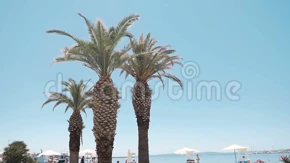 斯普利特港沿岸棕榈树阳光明媚分裂视频的预览图