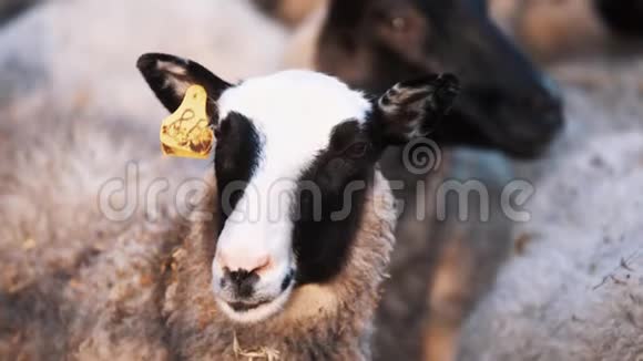 受膏的羊留在农场里左右看视频的预览图