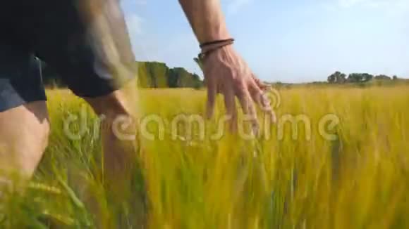 雄性的手在田里移动着小麦夏天绿粮草甸和人手臂抚摸种子盖盖视频的预览图