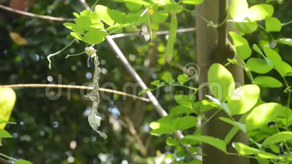 后院蝴蝶豌豆树蛇皮视频的预览图