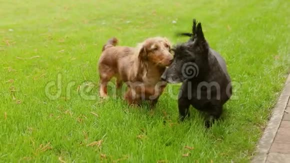 两只狗在公园草坪上奔跑狗在房子前面的绿色草坪上跑来跑去玩视频的预览图