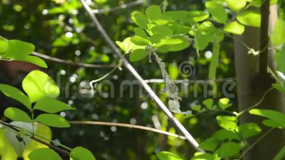 后院蝴蝶豌豆树蛇皮视频的预览图