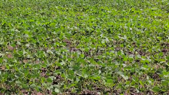 大豆田刚刚在一个有绿色小叶的田里发芽大豆背景视频的预览图