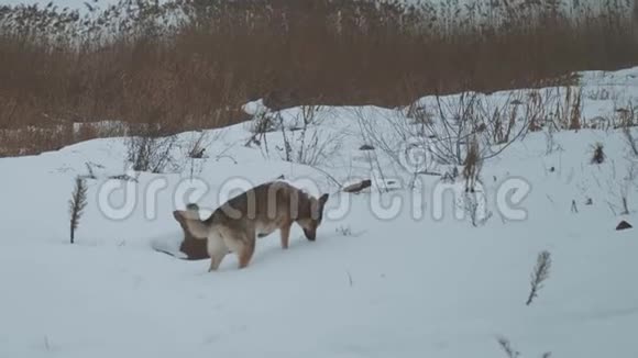混种狗狗狗在冰冻的河流上的芦苇附近散步雾蒙蒙的多云天气在河流附近的森林里视频的预览图