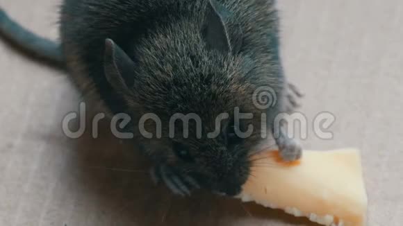 近距离观看炮口房子灰色老鼠吃一块奶酪在纸板箱视频的预览图