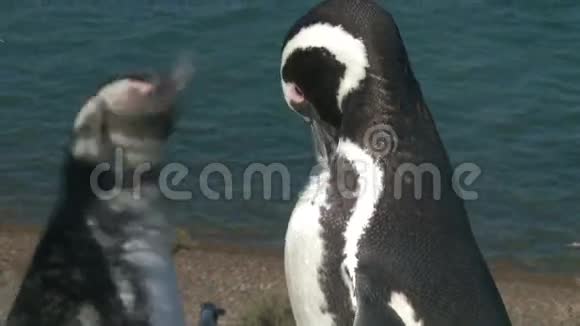 几只企鹅视频的预览图