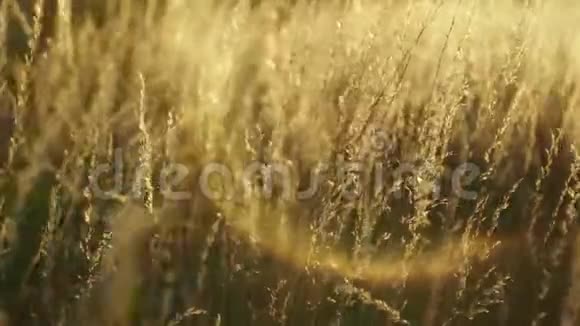 金色的草地随着风在背景中旋转视频的预览图