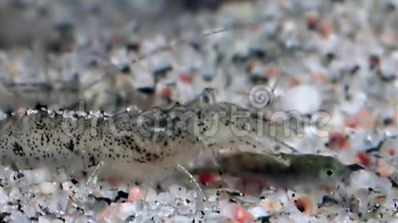 玻璃虾吃俄罗斯白海海底的鱼视频的预览图