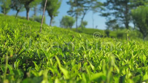 阳光明媚的一天绿灌木丛的茶场特写慢动作视频的预览图