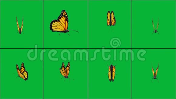 以绿色屏幕为背景的不同位置的蝴蝶飞舞视频的预览图