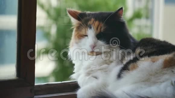 坐在窗台上的白黑红猫视频的预览图